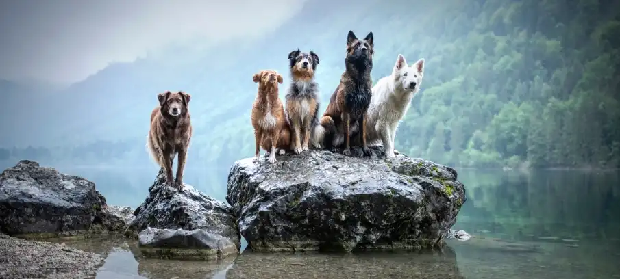 dogs hiking