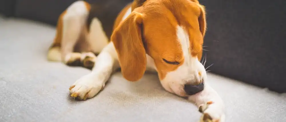 dog obsessively biting itself